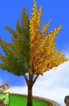 Ginkgo_tree.jpg