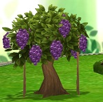 GrapeTree.jpg