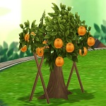 OrangeTree.jpg