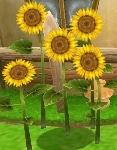 Sunflower_field.jpg