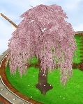 Weeping_cherry_tree.jpg